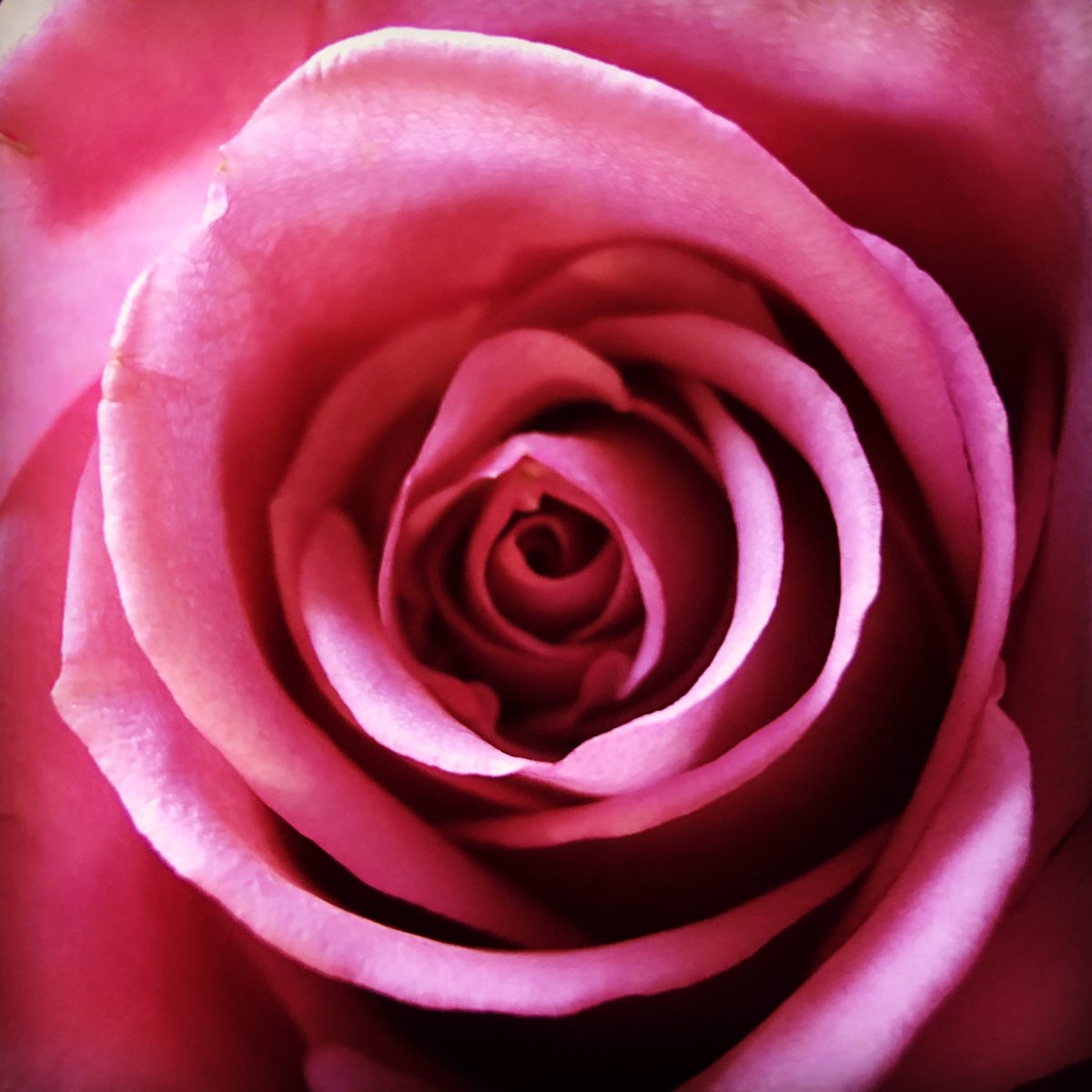 Wiltedrose23's tweet photo. I have the best husband ever! #BirthdayGirl #roses #29 #olloclip https://t.co/cpNt7DisNb
