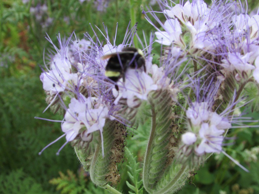 Phacelia tanacetifolia: An Extraordinary Insectary Plant thefarmgardenblog.com/2016/03/22/pha… #honeybeegardens