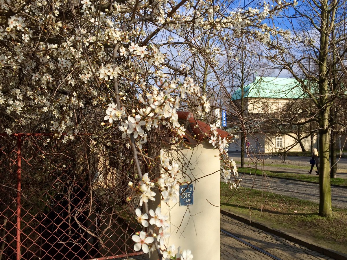 pavelhelge's tweet photo. In #Bubenec we also find signs of #Prague #spring @CzechTourism @PragueUA Enjoy the sun now https://t.co/0Oly8HDyeg