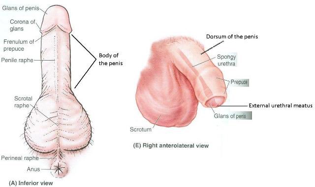 Corona Of The Glans Penis 54