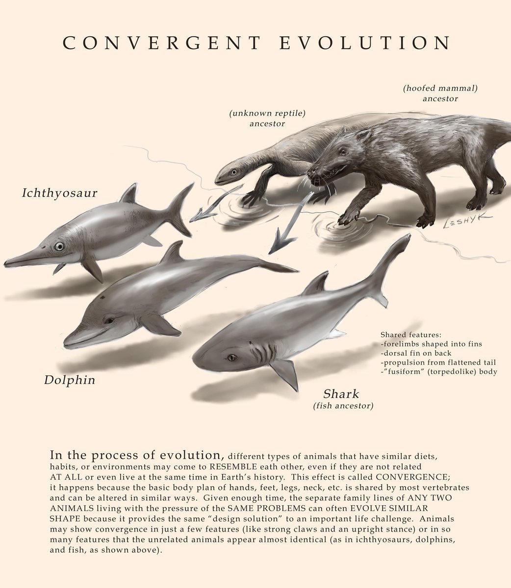 Solved: Ear muscles in man and goat are examples of A) Divergent evolution  B) Line evolution C) Co [Biology], image size:1042x1200