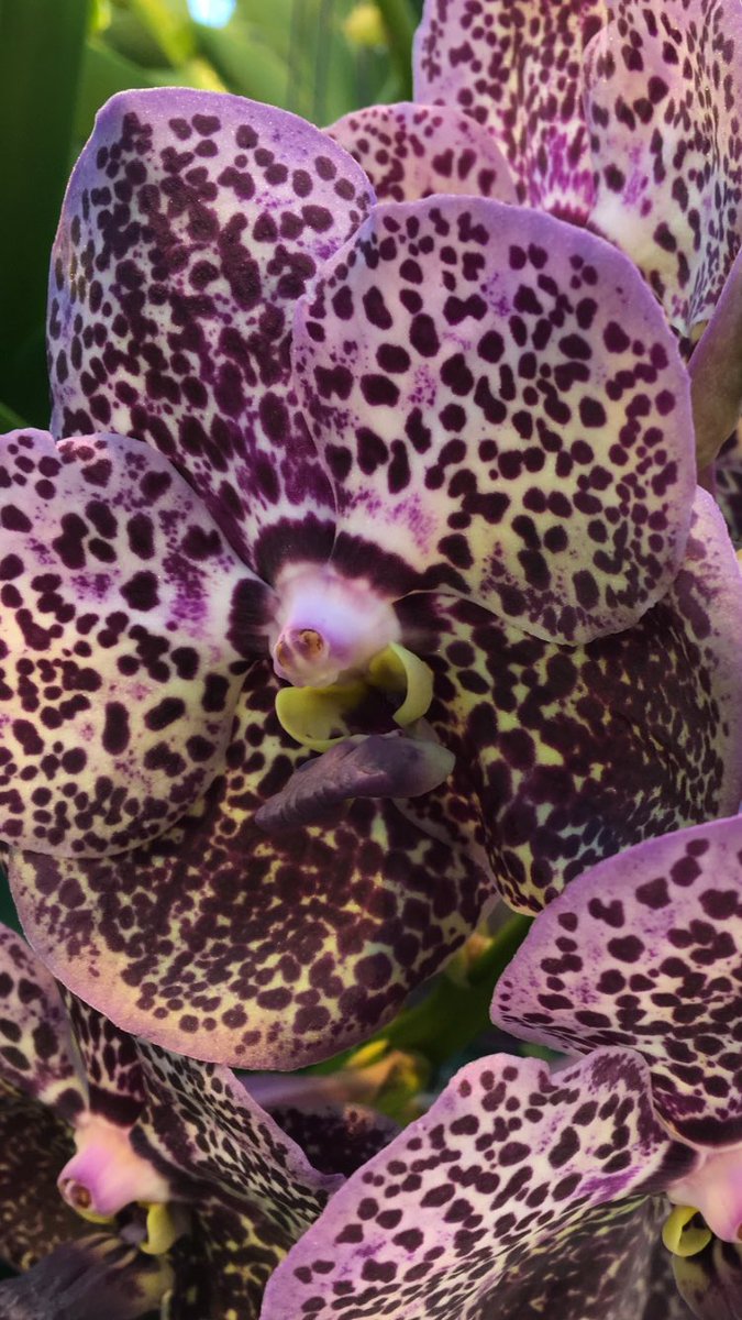 One of our gorgeous #orchids sourced from growers in Holland  See #spring flowers &amp; plants neillstrain.com