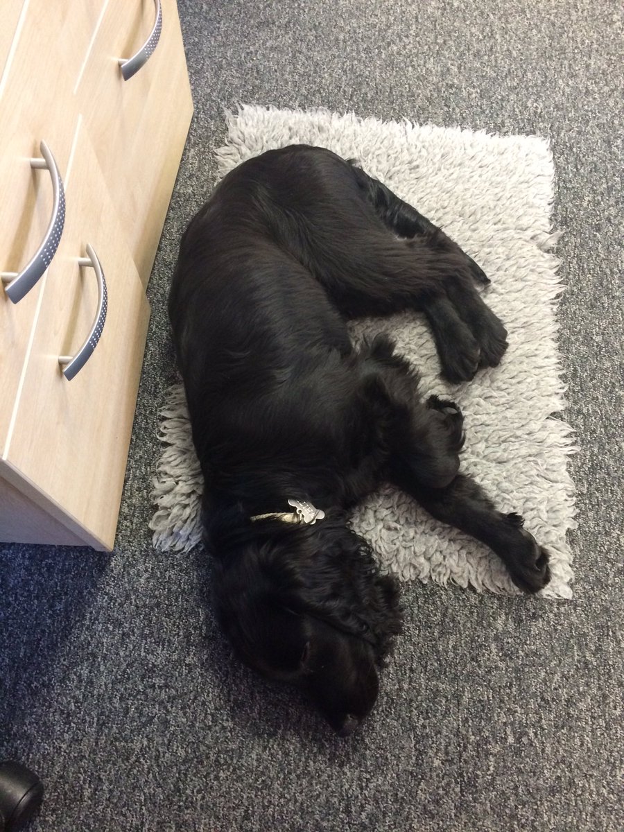 SiteVisibility's tweet image. Our newest recruit seems to have had enough. #infooverload