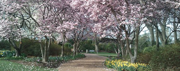 GreenTurfSTL's tweet photo. Magnolia trees in bloom at @mobotgarden in #StLouis! They're blooming now! #TreeChat w/ @CoronaTools #GreenTurfSTL https://t.co/pLmyx300rO