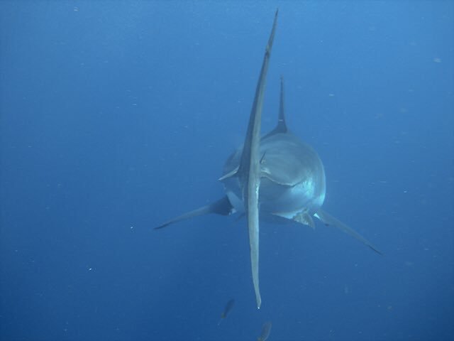 RockStarLydia's tweet photo. #HowIDealWithACrush I ignore them and tell him talk to the fin! 🌊🙅⚡️ Pic via @GeorgeProbst https://t.co/qXUnpgwNUA