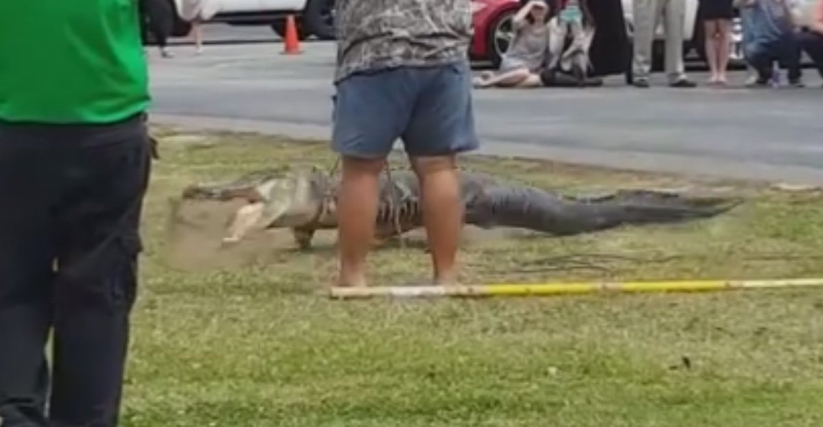 Students run into #alligator at school, watch trapper catch it bit.ly/1VAMhx6?utm_me… https://t.co/mZTzPpyyuw