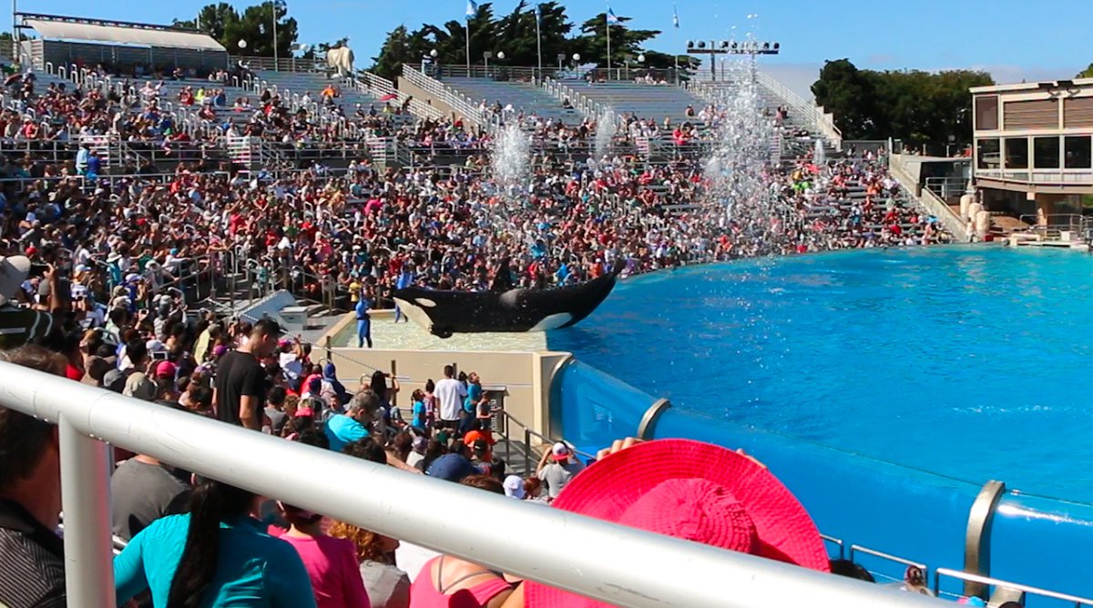 Superpod_Doc's tweet photo. An Open Letter to @SeaWorld from the SUPERPOD team
https://t.co/6eGFovqq2A https://t.co/TYD4R1E689
