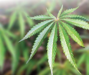 drugfreemanatee's tweet photo. Learn more about #marijuana’s long-term effects on the brain: https://t.co/dGYHAZTzb7 #MJNeuroSummit https://t.co/Y4DWOSzUD2