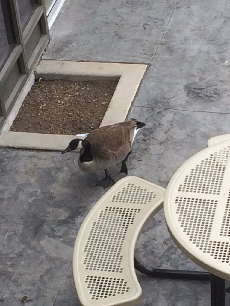 This goose hangs out in the courtyard by my study hall. We named him Bruce.