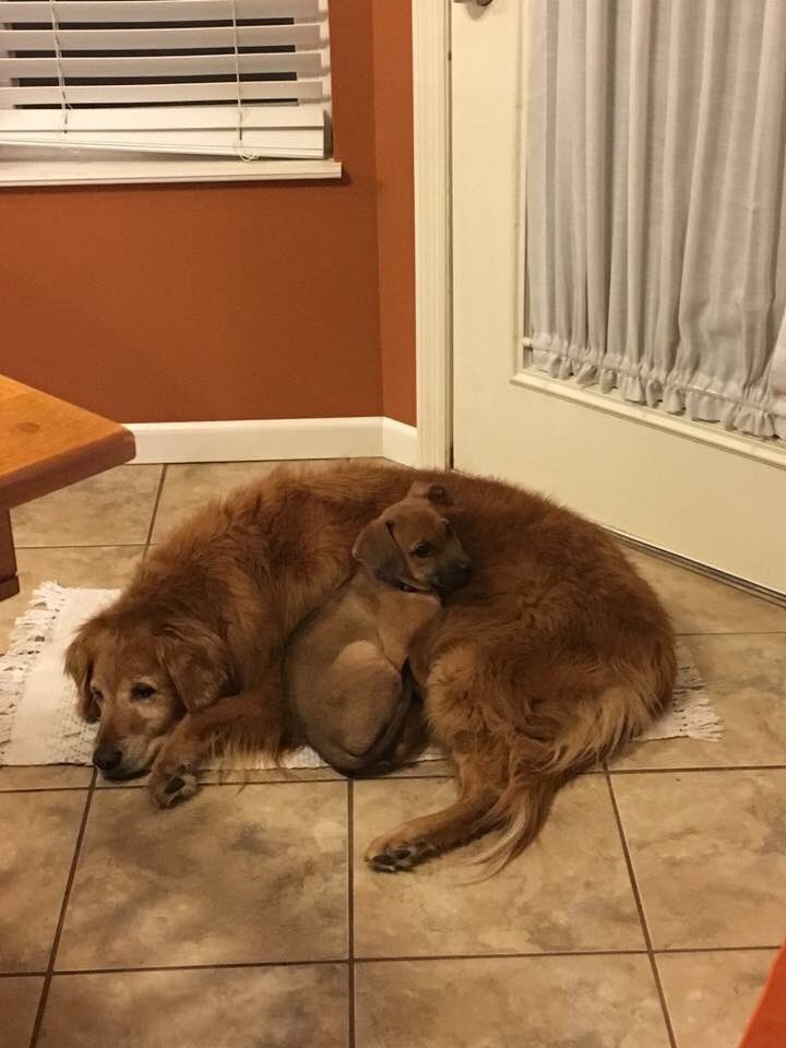 JessSchaef01's tweet photo. They're the best of friends😍🐶 https://t.co/tkn0woKHy8
