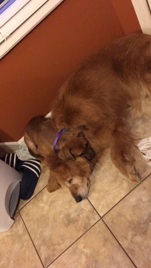 JessSchaef01's tweet photo. They're the best of friends😍🐶 https://t.co/tkn0woKHy8