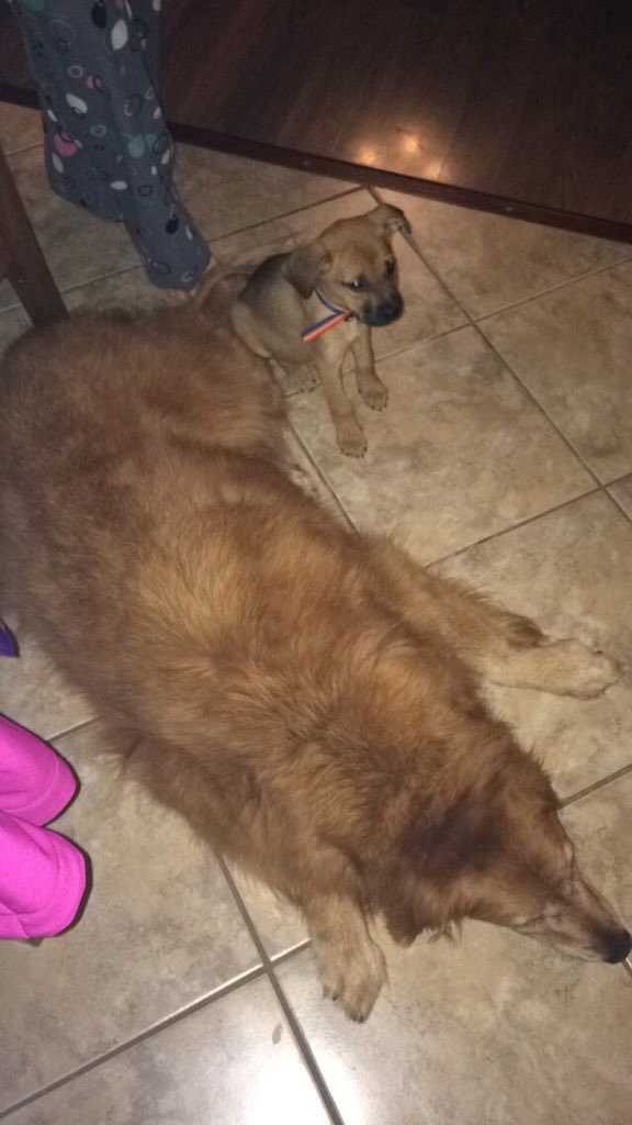 JessSchaef01's tweet photo. They're the best of friends😍🐶 https://t.co/tkn0woKHy8