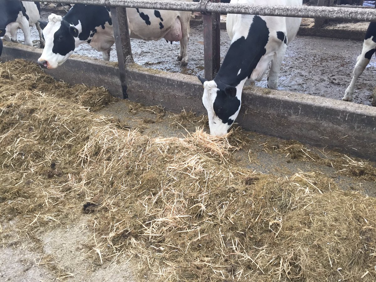 HefinR's tweet photo. Possibly the worst example of a TMR ever seen #sorting #chop #baleage #acidosis https://t.co/VFtcvmosUV