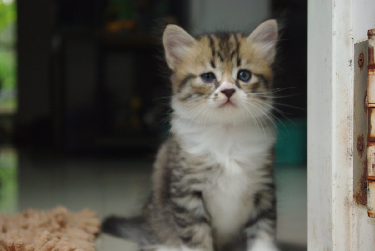 romeo09th's tweet photo. น่ารักไหม? ลูกครึ่งไทย เปอร์เซีย ลายเสือสวยๆ อิอิ.. https://t.co/gfSVAphBTS