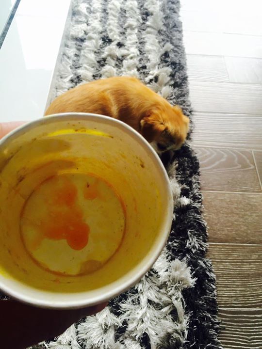 bonedbroth's tweet photo. Good morning! Well that was tasty.
@bonedbroth #eatlocal #bonebroth #brothing #protein #collagen https://t.co/YUiuOPcgCL
