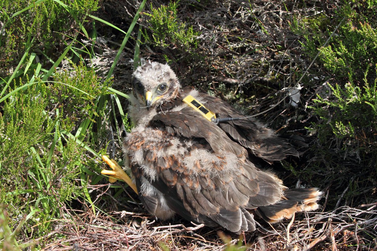 RareBirdAlertUK's tweet photo. Hen Harrier shot and killed on moorland in #Cairngorm National Park https://t.co/z2QyWTlAPH https://t.co/F7KpCtzLD0