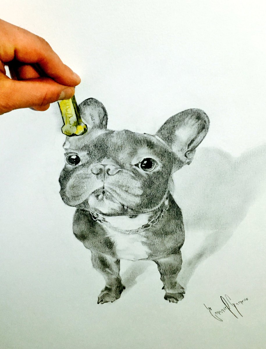 gameiro_mg's tweet photo. Pencil Draw
#frenchbulldog #Art https://t.co/kGzlMtAWET