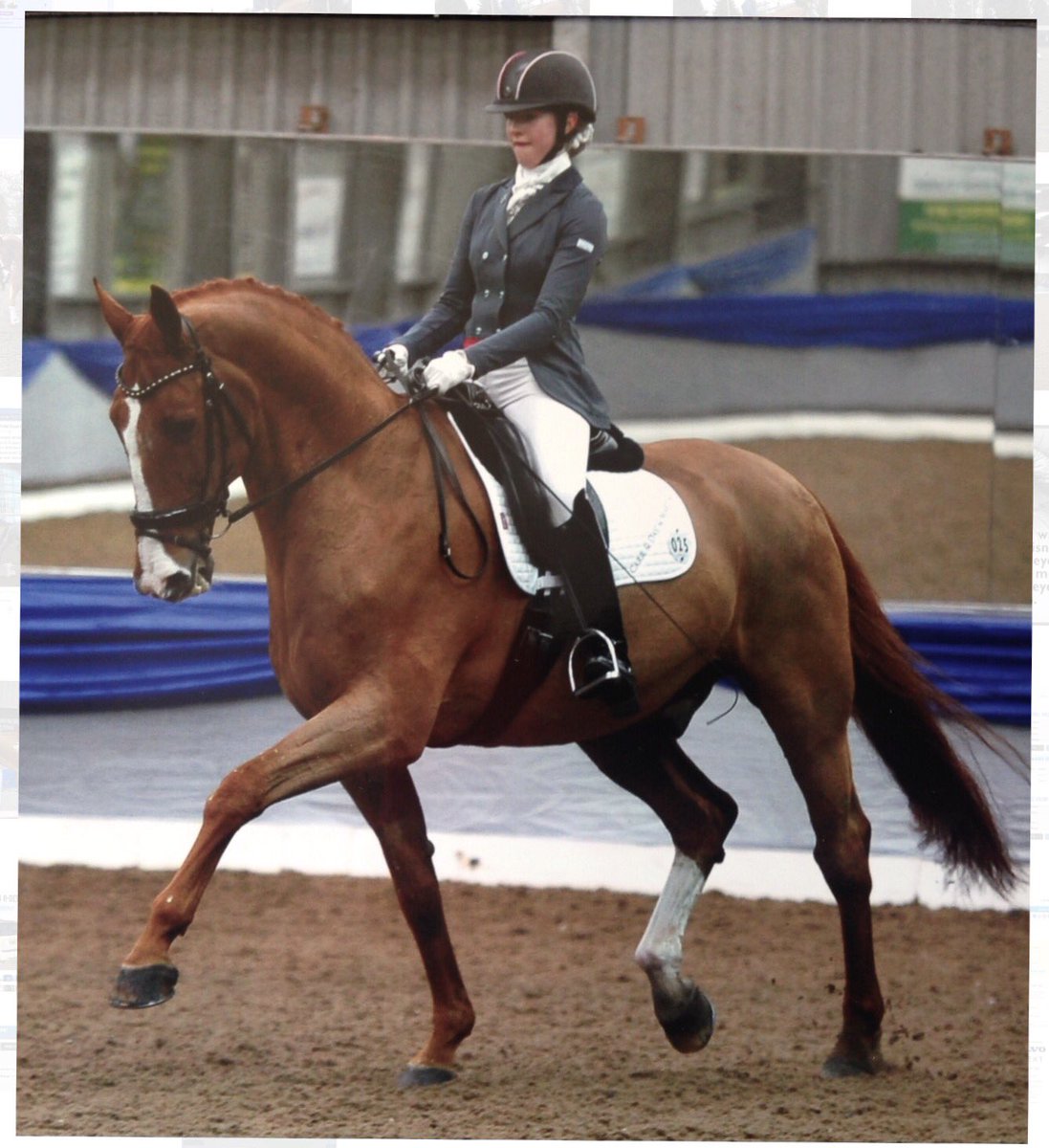 Izzypdressage's tweet photo. Pinocchio at Vale view winning and qualifying for the @KBISInsurance gold semi finals #paradressage https://t.co/jt67woM5b5