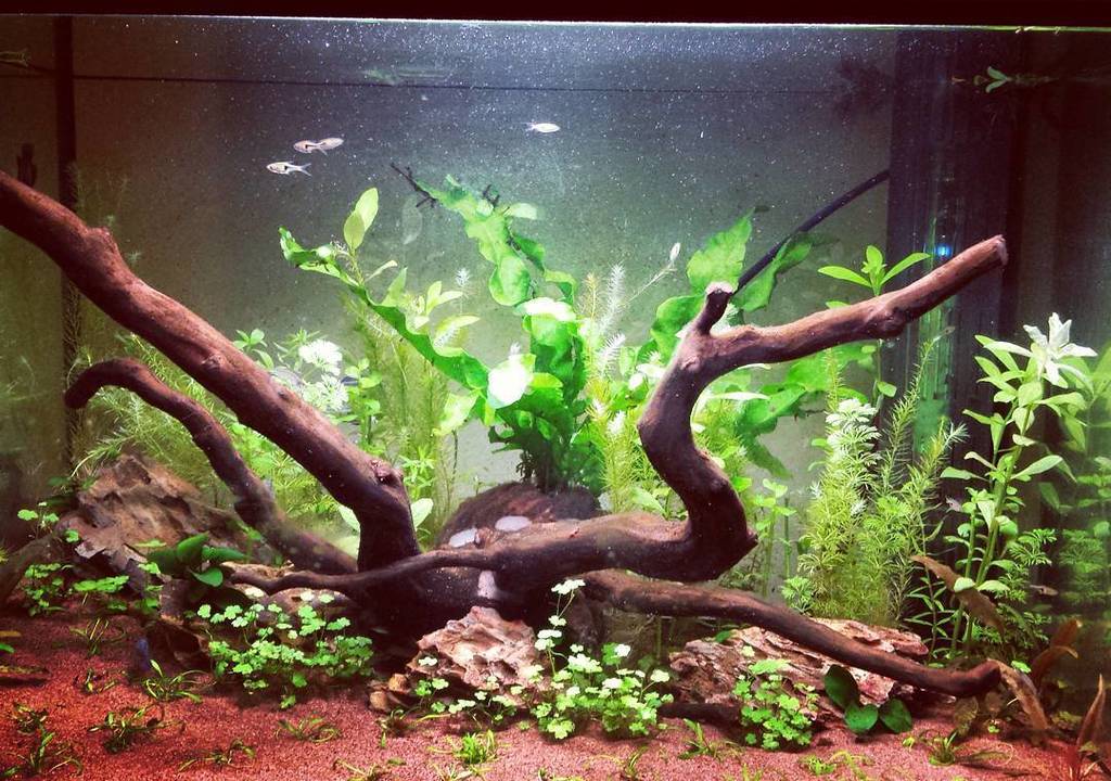 Akvaristan's tweet photo. #akvaristan #aquarium #akvaryum #aquarien Il mio giardino sommerso #aquarium #aquascape #bettasplendens #zen #peggi… https://t.co/8Z7eilomvN