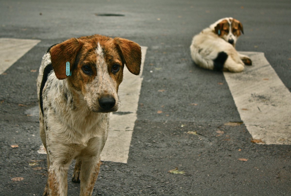 EnactusMLNC's tweet photo. #SC has directed all states to sterilise &amp; vaccinate stray dogs under supervision of Animal Welfare Board of India https://t.co/F4Jribd2lE