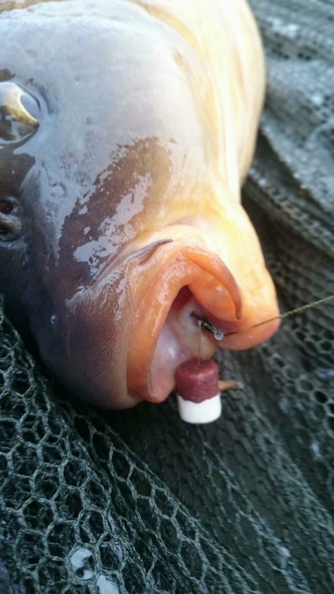 NorthEastBaits's tweet photo. #CustomerReport in and it's a PB! Well done Kris Rowley. Good skills mate!

#QualityBaitsMoreTakes #NEB https://t.co/e1alNiqLak