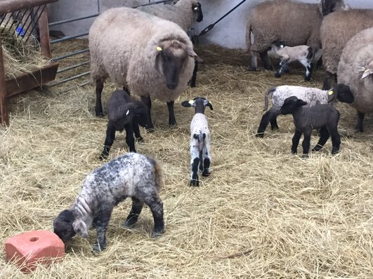 SandraDroege's tweet photo. #Babyboom im Stall von Deichschäfer Bernhard Sprenger in #Petkum. Bis #Ostern sollen noch 100 Lämmer zur Welt kommen https://t.co/Dxs40CAXQC