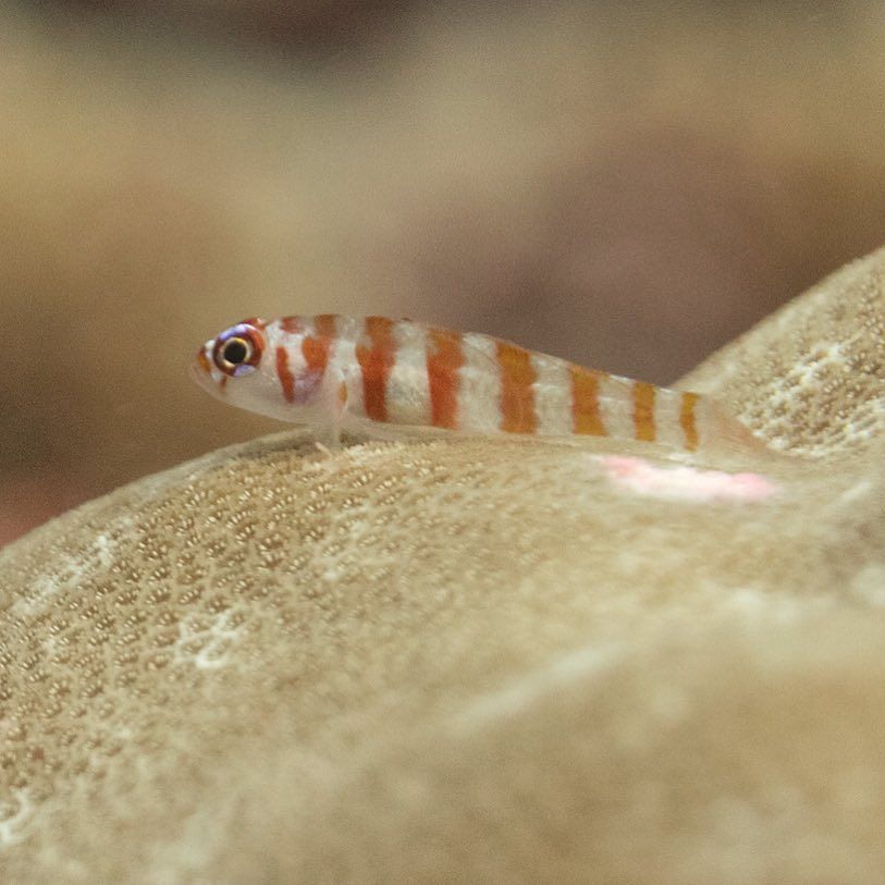 OceanImaging's tweet photo. The #candycane dwarf #pygmygoby is only a few mm long. #supermacro #fish #underwater #natu… https://t.co/AOOZJKFhad https://t.co/7qffPHOAWk