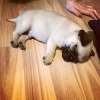 Joy_PhotoCam's tweet photo. #pug #puppy #jorge #excited #love #him #mops #horhe #szczeniaczek https://t.co/D1h5JLM4aI https://t.co/cP9czpjKeF
