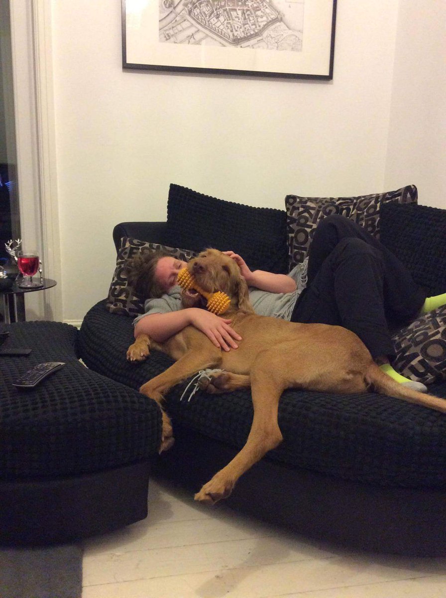 maximusvizz's tweet photo. I make @MiaMitrailleuse @everygirlhull look #tiny #adoptapet #dontbuyadopt #rehomeadog #love #family #home #vizsla x https://t.co/9gBZaC4j9o