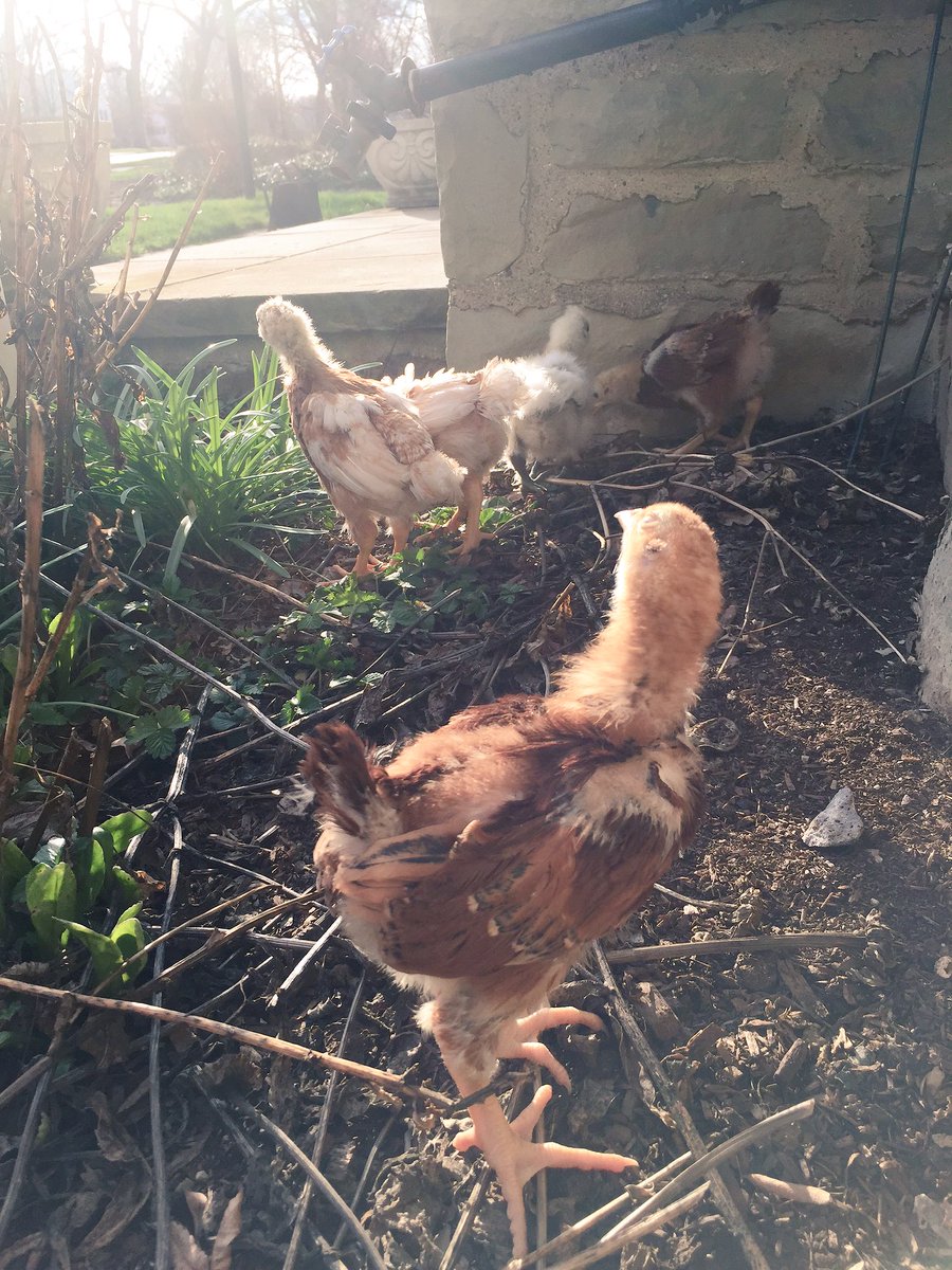chicksofshaker's tweet photo. The chickies are growing more and more every day! They were loving the 55 degree weather today! #chicksofshaker #fun https://t.co/AxMqnKOHuP
