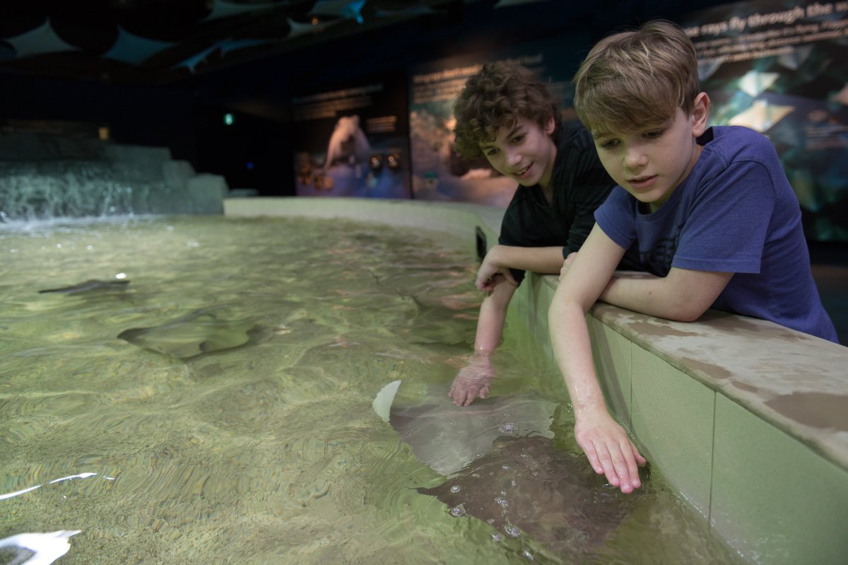vanaqua's tweet image. Looking for Spring Break fun? Get hands-on with majestic #stringrays at our new touch pool. #DiscoverRays