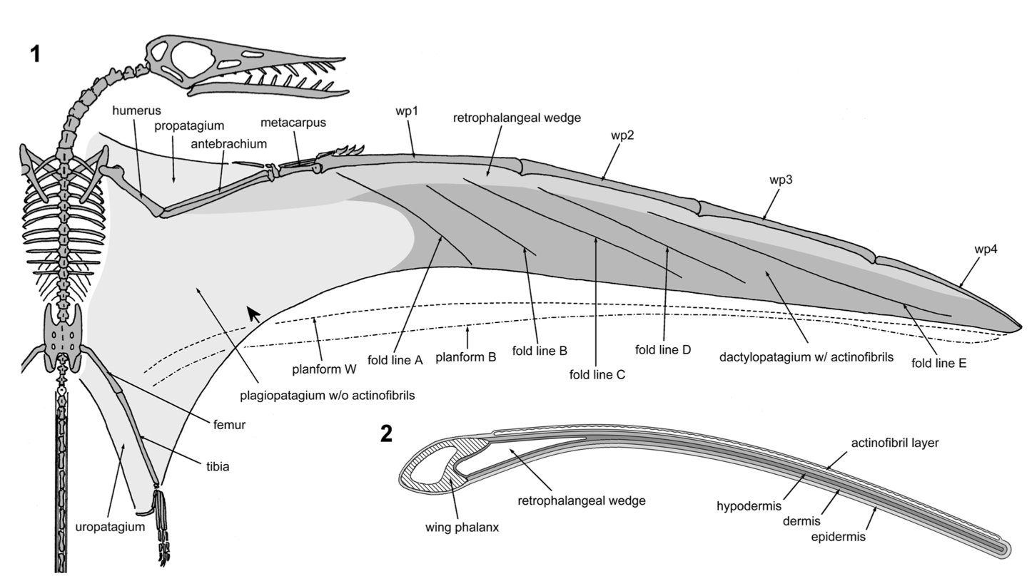 pterosaur wing