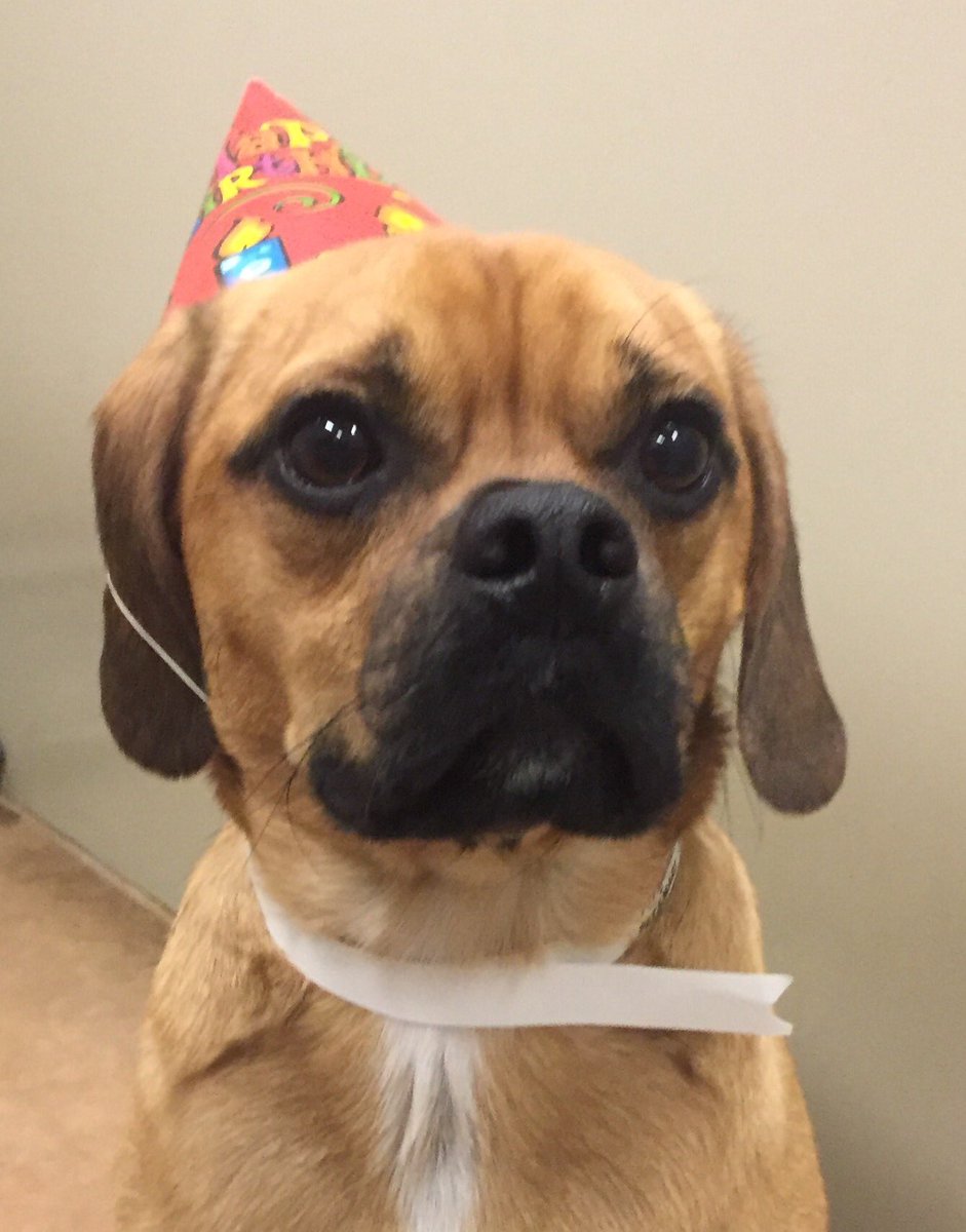 1582Petsmart's tweet photo. Happy Birthday Otto!!❤️🐾🎉#birthdaycelebrations @robsmithbluejay https://t.co/6iY0Y8lwUf