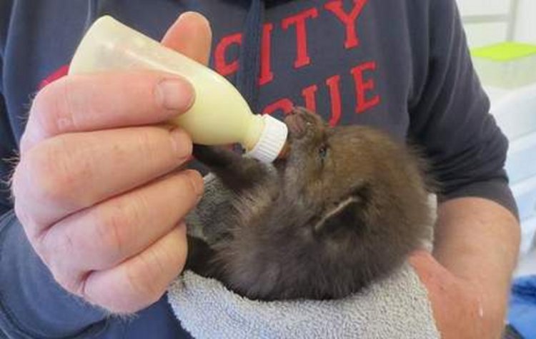 "Verzwakt vosje van nog geen 500 gram en een paar weken oud gered van de dood"
ad.nl/ad/nl/1041/Ams…