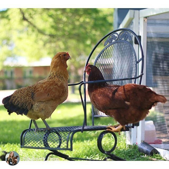 HealthyChickens's tweet photo. Hanging out together! Thanks for the 📷 @the_henry_hens. #backyardpoultrymag
#backyardchick… https://t.co/sEJutV2WRt https://t.co/xcaemDjdeF