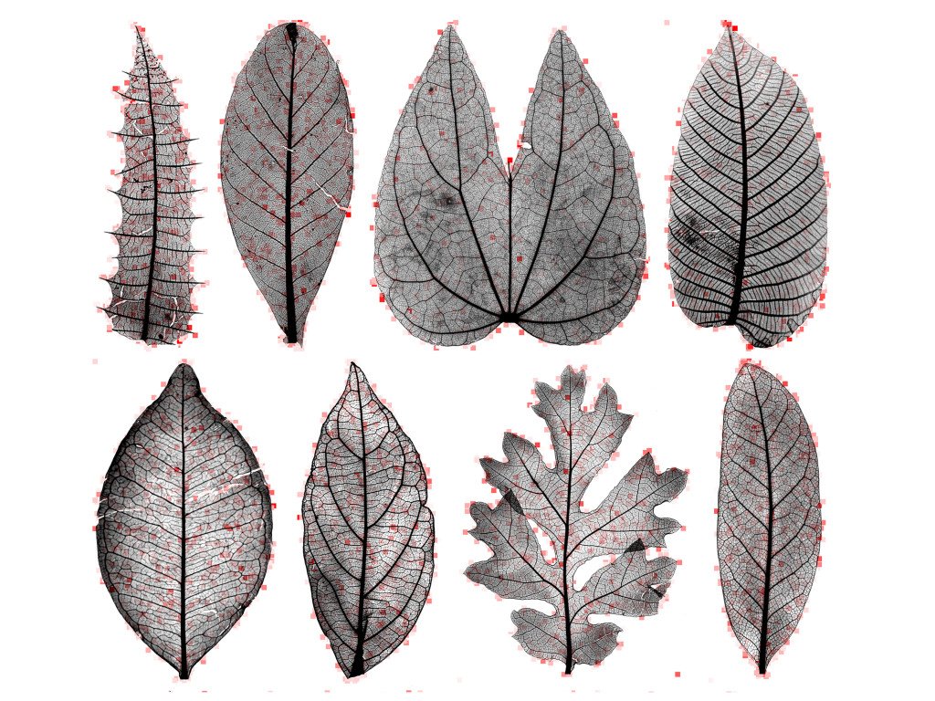 A Computer With a Great Eye Is About to Transform Botany
wired.com/2016/03/comput…