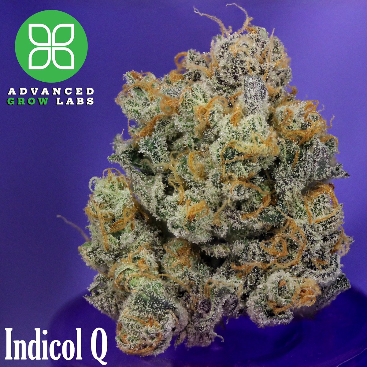 agl_ct's tweet photo. Indicol Q 21.5 has a dynamic #aroma that contains #sweet and #woody flavors with a touch of #lemon. #agl https://t.co/k0yWbnr561