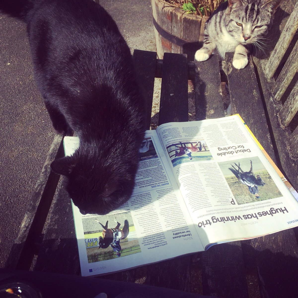 Harley1Kate's tweet photo. Even the yard cats like to catch up on the all latest news in @horseandhound #LunchtimeReading https://t.co/aBQCYARJcs