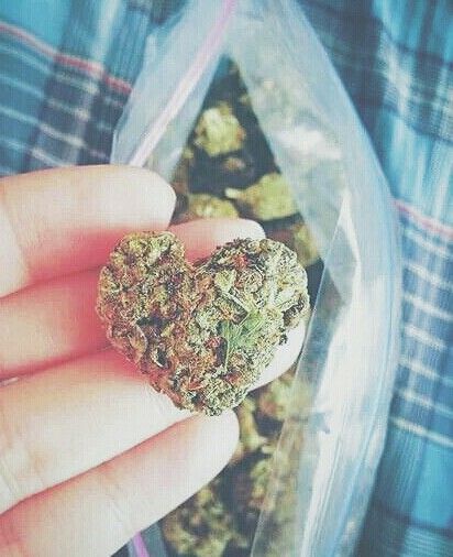 420xThoughts's tweet image. Weed will always love you