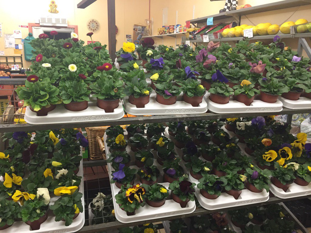 #fresh pansies, bellis and arabis in stock. Put some colour back into your garden@Garforthgrocer