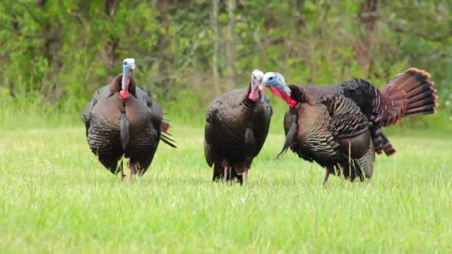 CarbonTV's tweet photo. Spring #turkey season is right around the corner. ARE YOU READY? https://t.co/Y1blNDKxpW #hunting @teamradical1 https://t.co/CVqDKO5mQU
