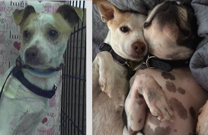 What a difference a rescue makes! #Adoption is the best option if you love animals. Norman pre and post<a href="/tag/adoption"class="tags">#Adoption</a>