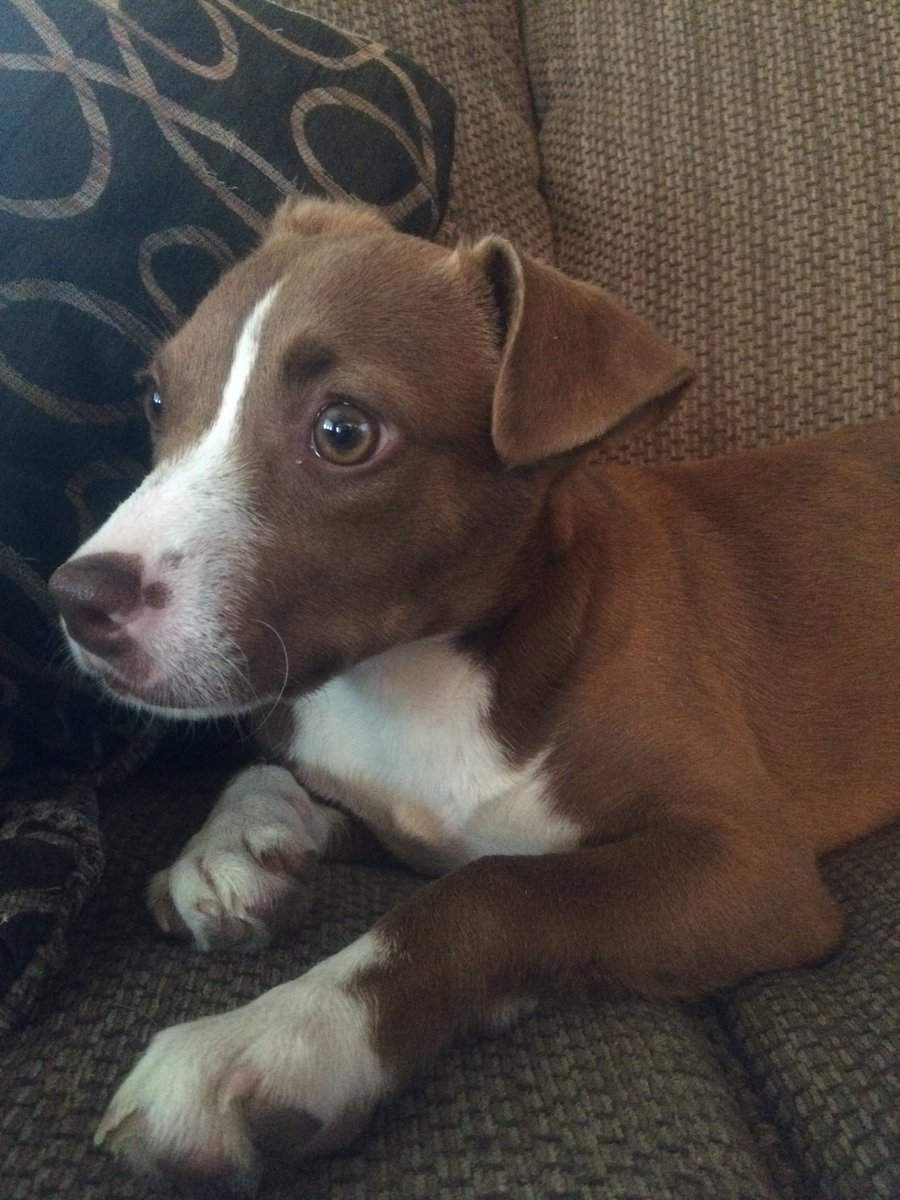 BUBlockParty16's tweet image. Say hello to my partner in crime, Brooklyn.