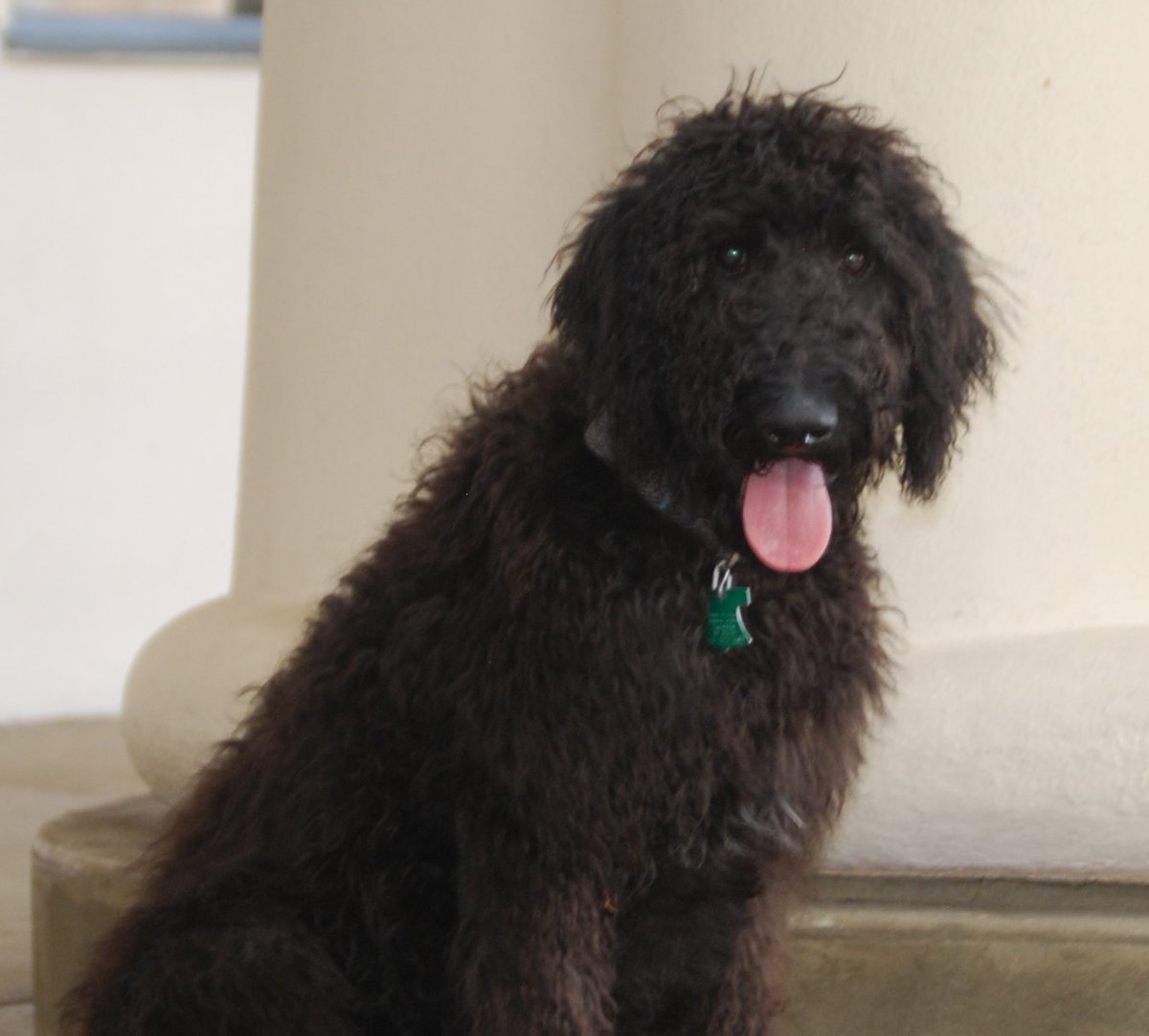 SterlingArcherH's tweet photo. Woof Woof. Today is totally #tongueouttuesday #TOT #dogsoftwitter #DogsofSRQ #LoveTwitter https://t.co/PgiCxcXkTU