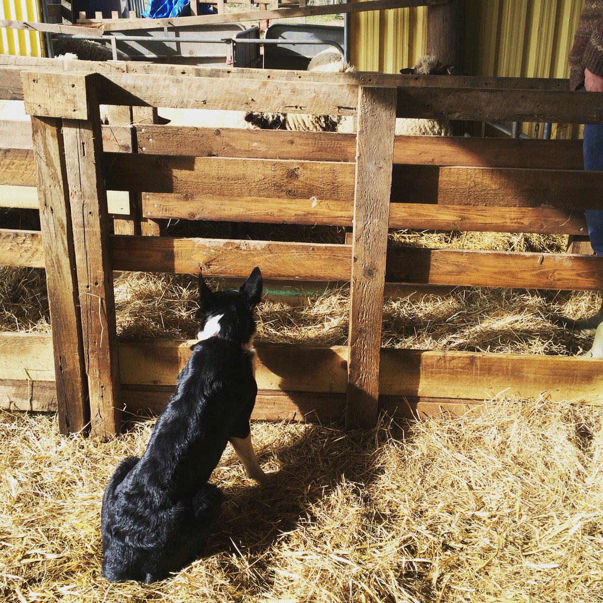 hancocks_meadow's tweet photo. She is ready for action!! https://t.co/dReD9rS8JA