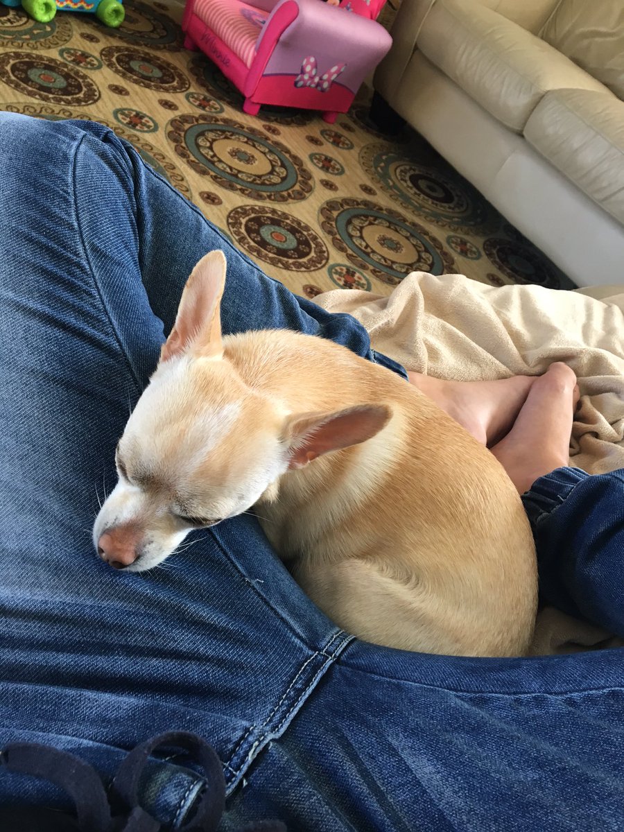 YuRGirLKillahh's tweet photo. My dog be like just chillin between by legs. 😂 #comfy https://t.co/n2XEeC00P2