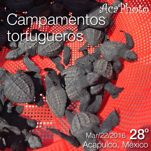 Visita los campamentos tortugueros de #Acapulco

<a href="/aquientrenostv/">Hanzel Zàrate</a>  
Foto tomada con #AcaPhoto
