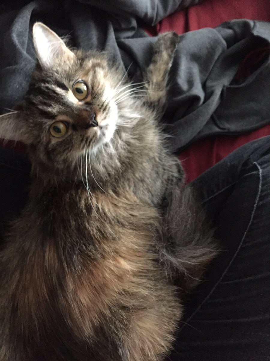 Xaria5of9's tweet photo. #Eevee #Mycat #Myonlytruefriend #Catlady #JK https://t.co/69jA1hfv8N