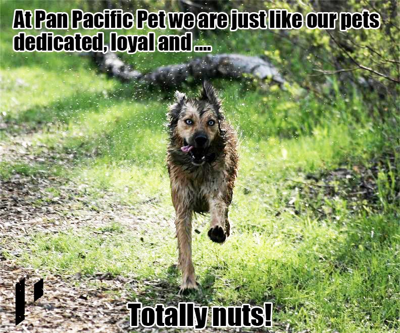 Check out Kristy! She is the beloved dog of Ray. The look on her face reminded me of all of us here at Pan.