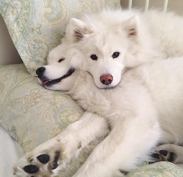 ️ (@puppiesbot) on Twitter photo 